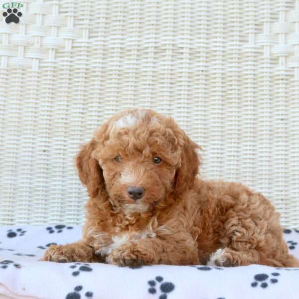 Bear, Mini Goldendoodle Puppy