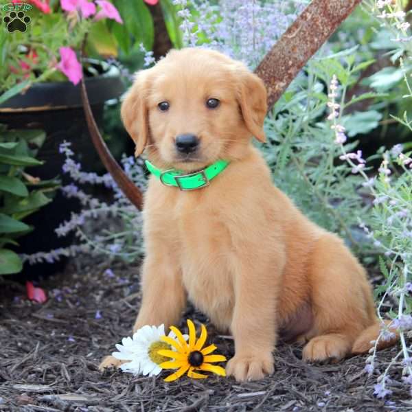 Beau, Golden Retriever Puppy