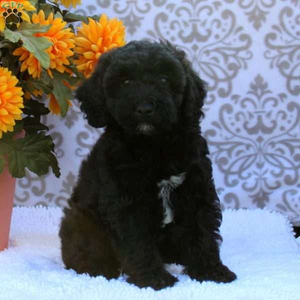 Beau, Mini Whoodle Puppy