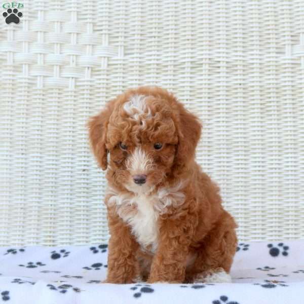 Beau, Mini Goldendoodle Puppy