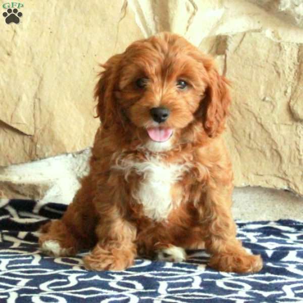 Beck, Cavapoo Puppy