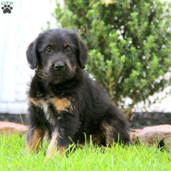 Becky, Labrador Mix Puppy