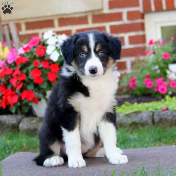 Becky, Border Collie Puppy