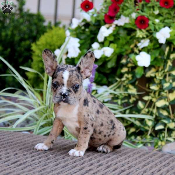 Becky, Frenchton Puppy