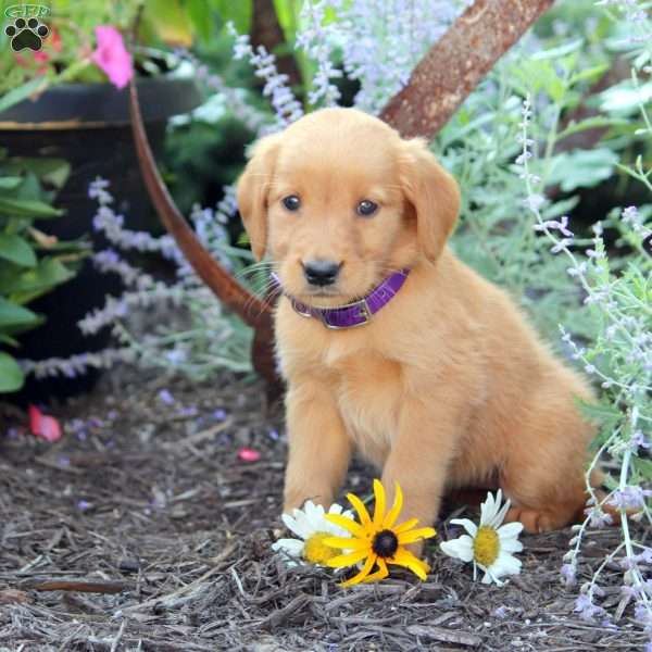 Bella, Golden Retriever Puppy