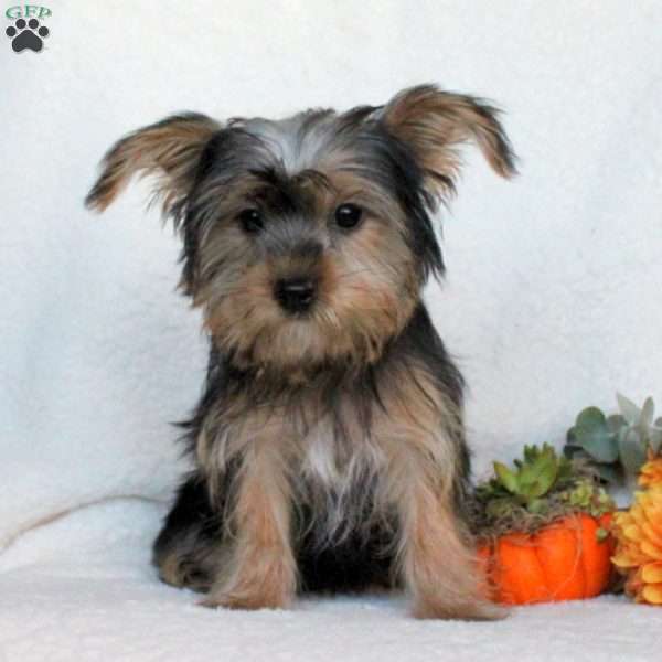 Bella, Morkie / Yorktese Puppy