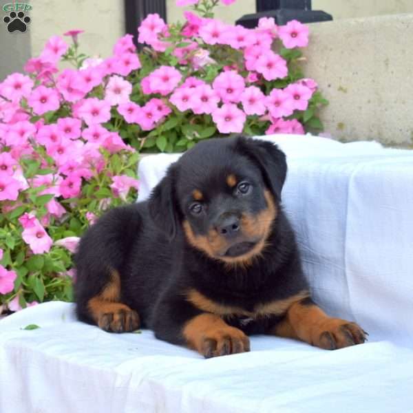 Bella, Rottweiler Puppy