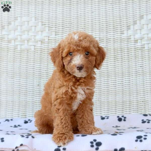 Bella, Mini Goldendoodle Puppy