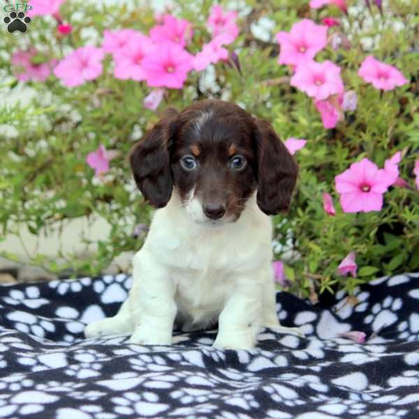 Bella-Mini, Dachshund Puppy