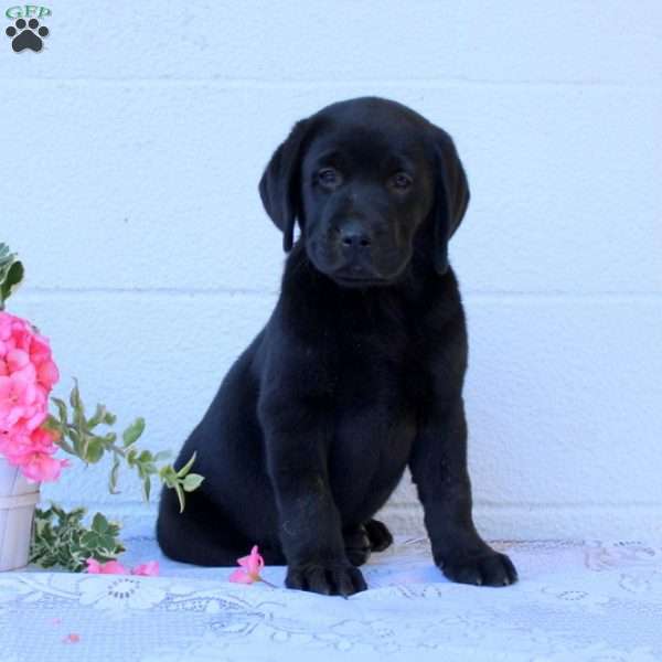 Bella, Black Labrador Retriever Puppy