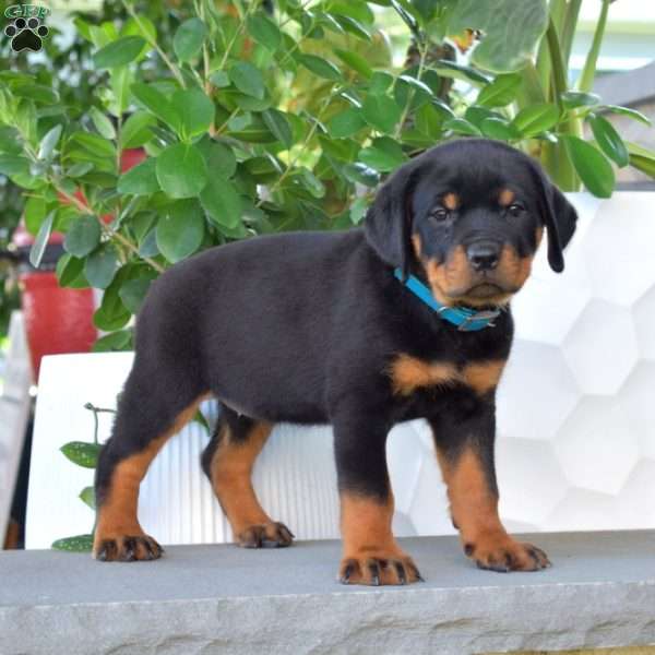 Bella, Rottweiler Puppy