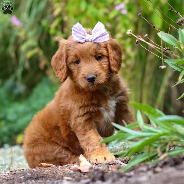 Bella, Goldendoodle Puppy