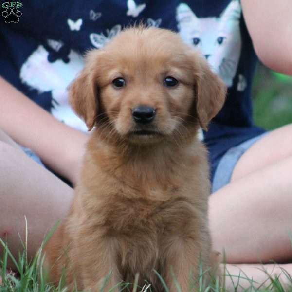 Bella, Golden Retriever Puppy