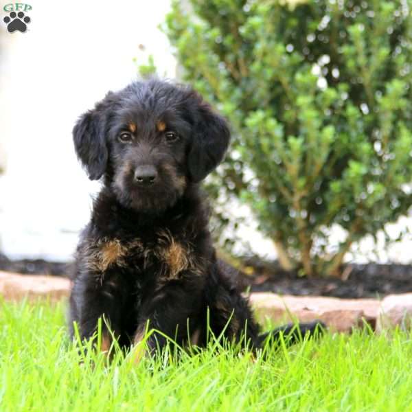 Belle, Labrador Mix Puppy