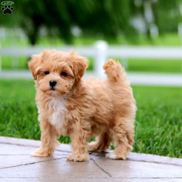 Belle, Maltipoo Puppy