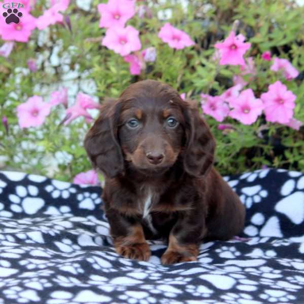 Ben-Mini, Dachshund Puppy