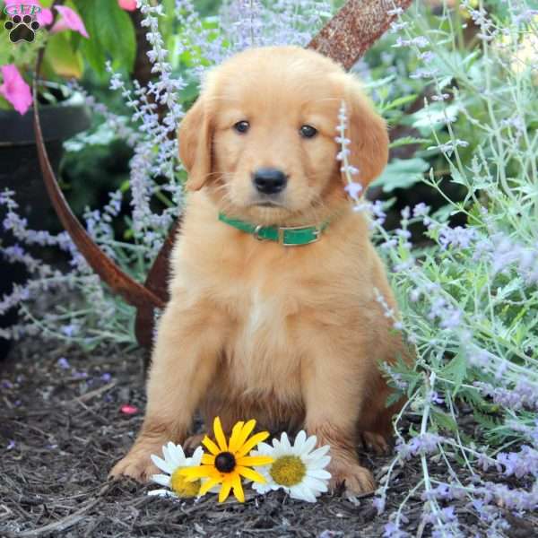 Ben, Golden Retriever Puppy