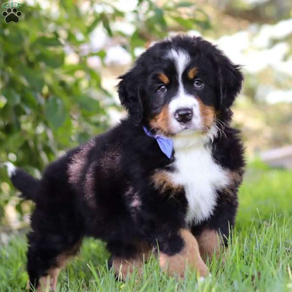 Benji, Bernese Mountain Dog Puppy