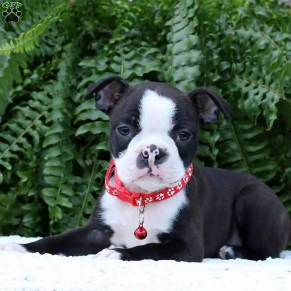 Benji, Boston Terrier Puppy