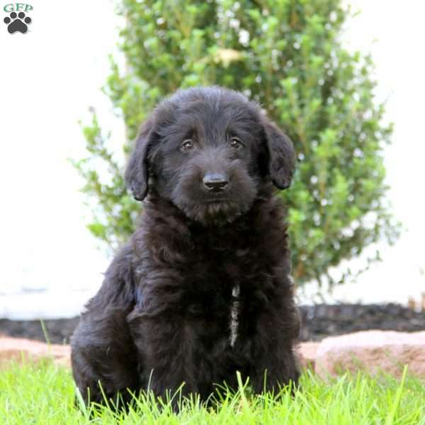 Benji, Labrador Mix Puppy