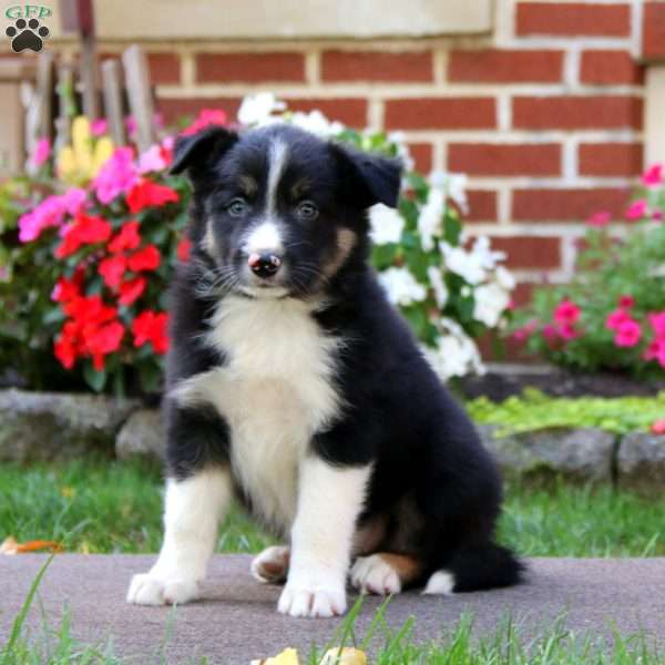 Benji, Border Collie Puppy