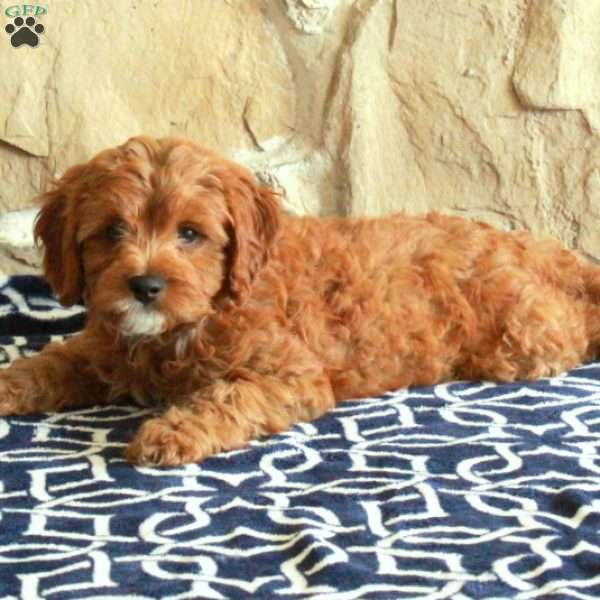 Bennett, Cavapoo Puppy