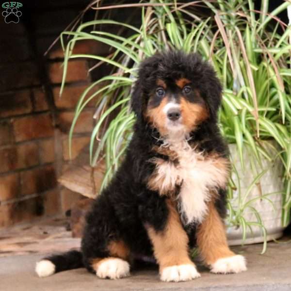 Benny, Bernedoodle Puppy