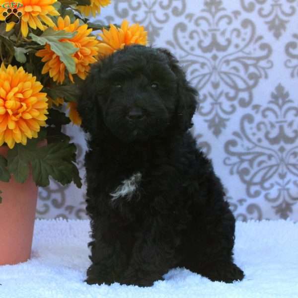 Bentley, Mini Whoodle Puppy