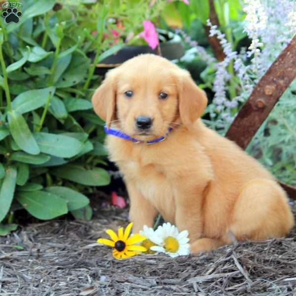 Bentley, Golden Retriever Puppy