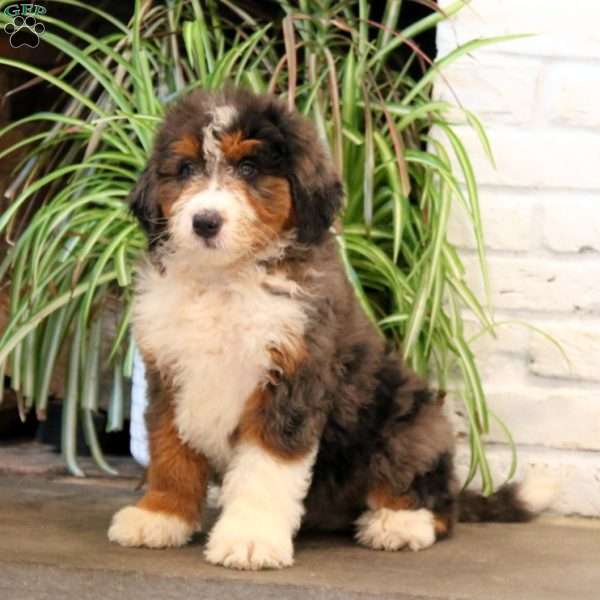 Bentley, Bernedoodle Puppy