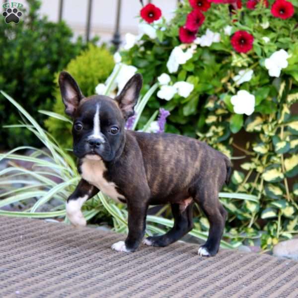 Bentley, Frenchton Puppy