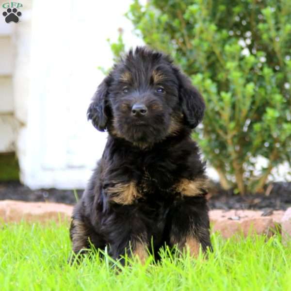 Bentley, Labrador Mix Puppy