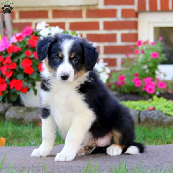 Bentley, Border Collie Puppy