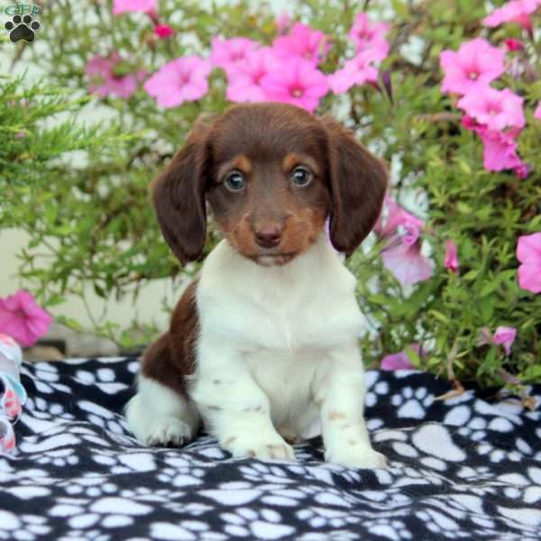 Betsy-Mini, Dachshund Puppy