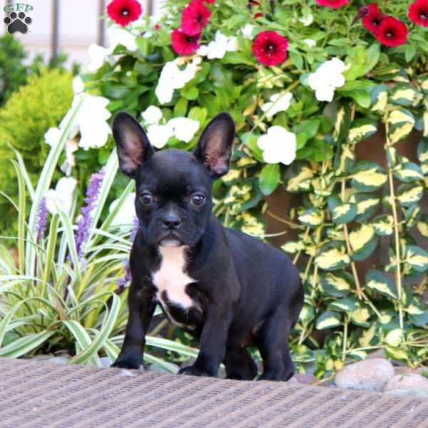 Betsy, Frenchton Puppy