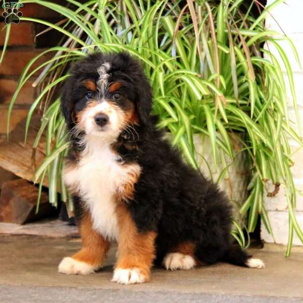 Betsy, Bernedoodle Puppy