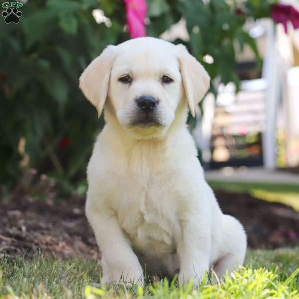 Betsy, Yellow Labrador Retriever Puppy