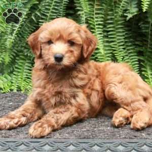 Betty, Mini Goldendoodle Puppy