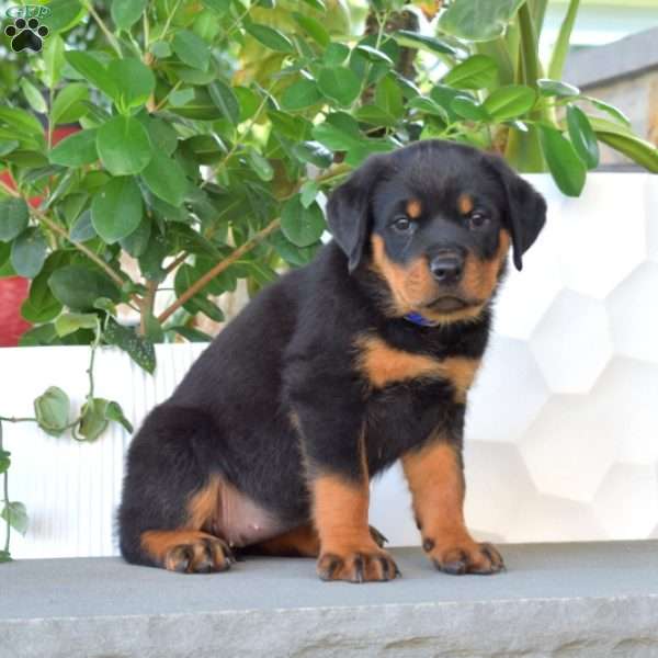 Bianca, Rottweiler Puppy