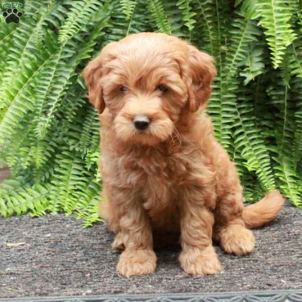 Billie, Mini Goldendoodle Puppy