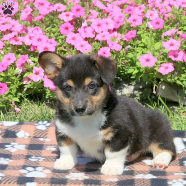 Billy, Pembroke Welsh Corgi Puppy