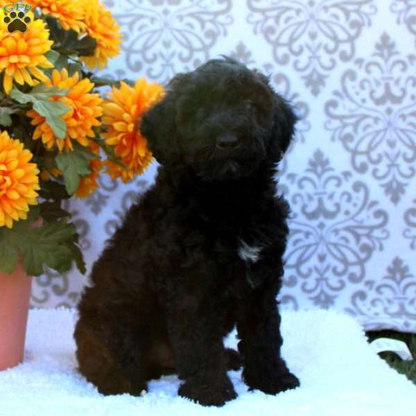 Billy, Mini Whoodle Puppy