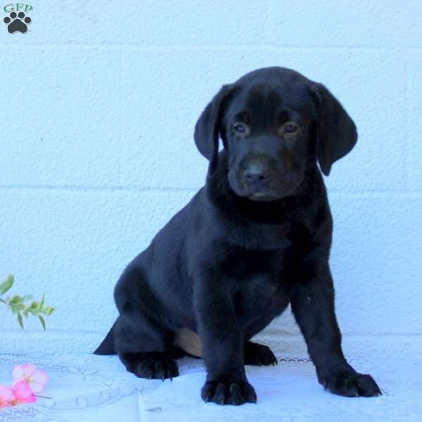 Billy, Black Labrador Retriever Puppy