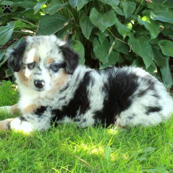 Billy, Australian Shepherd Puppy