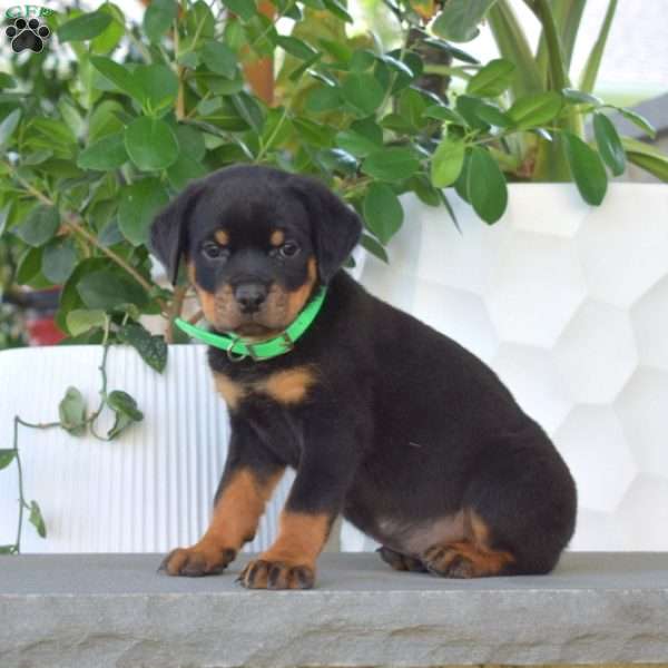 Bindi, Rottweiler Puppy