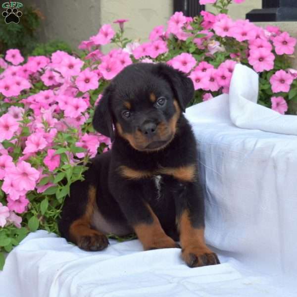 Bindi, Rottweiler Puppy