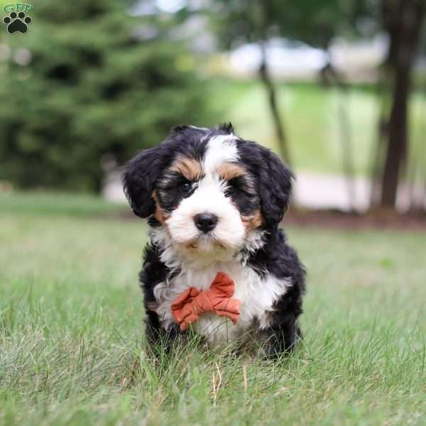 Bingo, Bernedoodle Puppy