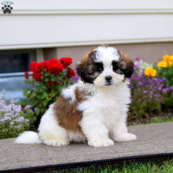 Bingo, Shih Tzu Mix Puppy