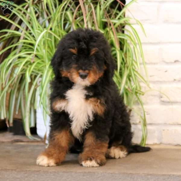 Bingo, Bernedoodle Puppy