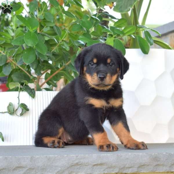 Birdie, Rottweiler Puppy